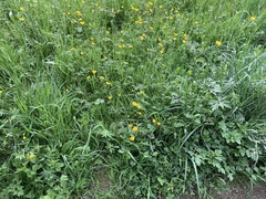 Ranunculus acris acris