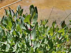 Flaveria chlorifolia