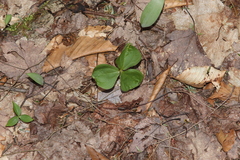 Trillium erectum