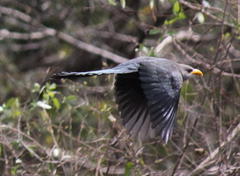 Ceuthmochares australis