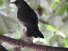 Turdus amaurochalinus