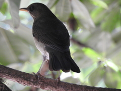 Turdus amaurochalinus