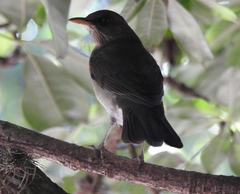 Turdus amaurochalinus