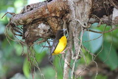 Ploceus bicolor stictifrons