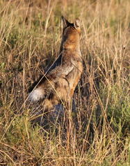Lupulella adusta adusta