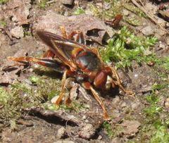 Teuchocnemis bacuntius