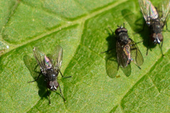 Anthomyiidae