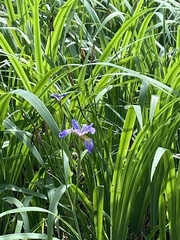 Iris giganticaerulea
