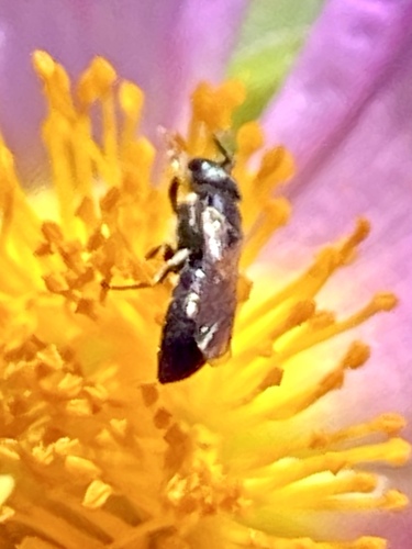 iNaturalist observation photo of Masked Bees