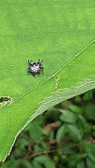 Gasteracantha kuhli