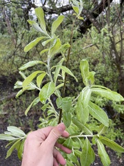 Salix