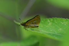 Piruna ceracates