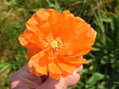 Papaver atlanticum