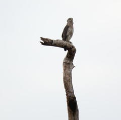 Circaetus fasciolatus