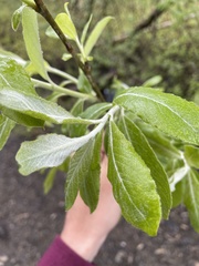 Salix