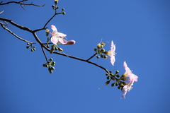 Ceiba pubiflora