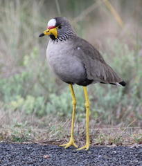Vanellus senegallus lateralis