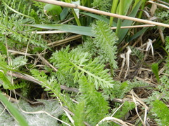 Achillea millefolium