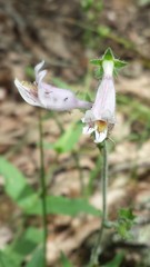 Penstemon canescens