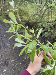 Salix