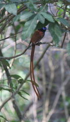 Terpsiphone viridis plumbeiceps