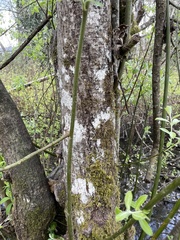 Salix