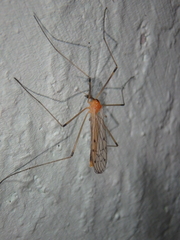 Limonia nigropunctata
