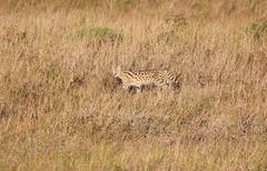 Leptailurus serval serval