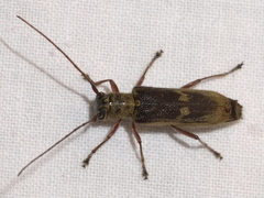 Saperda discoidea
