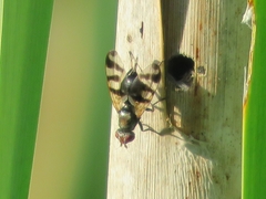 Ceroxys urticae