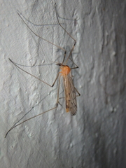 Limonia nigropunctata