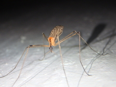 Limonia nigropunctata