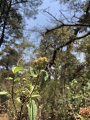 Alloispermum