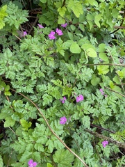 Geranium robertianum