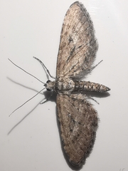 Eupithecia scopariata