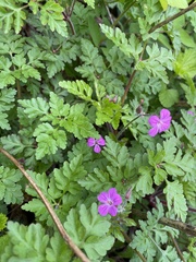 Geranium robertianum