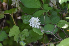 Fothergilla gardenii