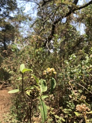 Alloispermum