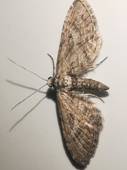 Eupithecia scopariata