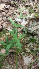 Penstemon canescens