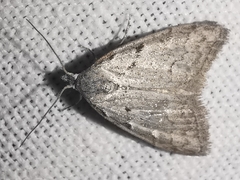 Nola thymula