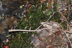 Brotherella recurvans