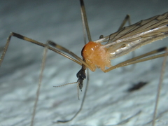 Limonia nigropunctata