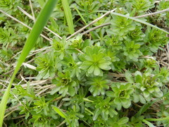 Galium mollugo