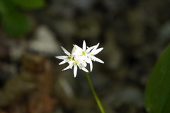 Allium ursinum