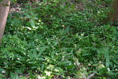 Allium ursinum