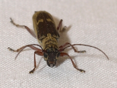 Saperda discoidea