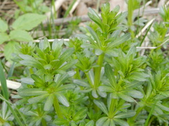Galium mollugo