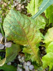 Puccinia hieracii