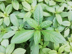 Impatiens glandulifera